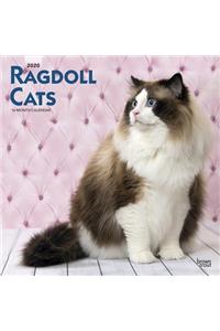 Ragdoll Cats 2020 Square