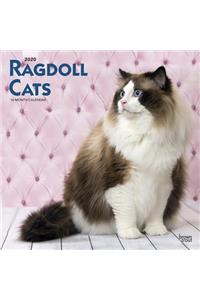 Ragdoll Cats 2020 Square Wall Calendar