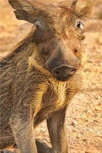 Adorable Baby Warthog in Africa Journal