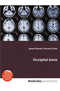 Occipital Bone