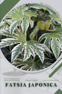 Fatsia japonica