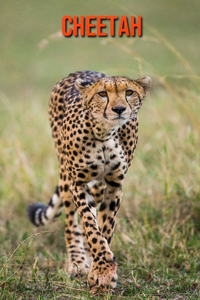 Cheetah