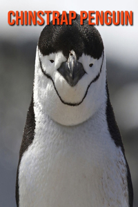 Chinstrap Penguin