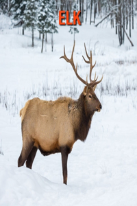 Elk