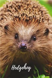Hedgehog