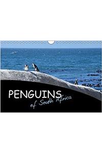 Penguins of South Africa 2018