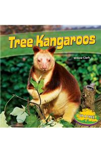 Tree Kangaroos