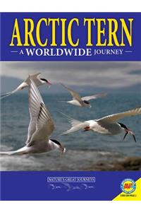 Arctic Terns: A Worldwide Journey