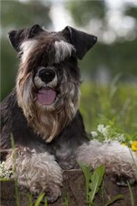 Miniature Schnauzer