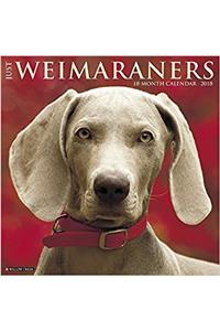 Just Weimaraners 2018 Wall Calendar (Dog Breed Calendar)