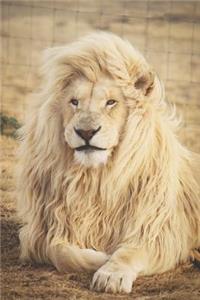 King Lion