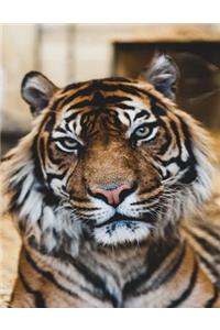 Tiger Notebook