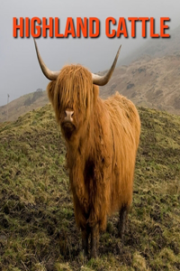 Highland Cattle: Fun Facts & Cool Pictures