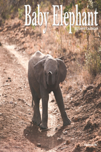 Baby Elephant