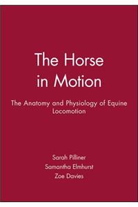 Horse Motion
