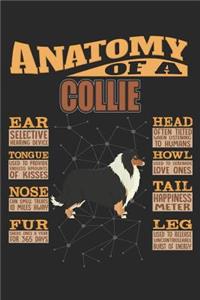 Anatomy Of A Collie