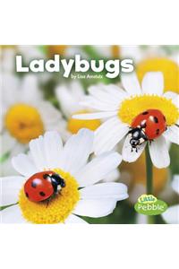 Ladybugs