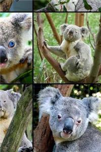 Koalas