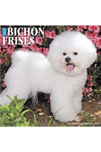 Just Bichon Frises 2019 Wall Calendar (Dog Breed Calendar)