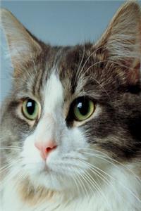 2020 Daily Planner Alert Cat Photo 388 Pages