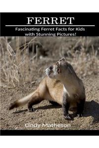 Ferret: Fascinating Ferret Facts for Kids with Stunning Pictures!