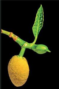 Jackfruit Tree