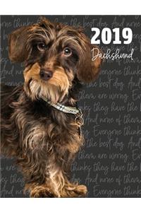 2019 Dachshund
