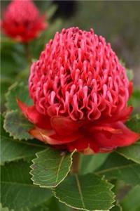 Waratah Flower in the Garden Journal