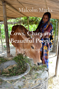 Chars and Beautiful People Cows