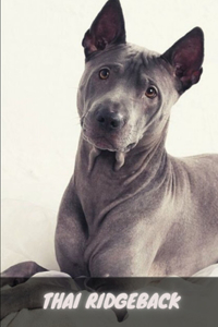 Thai Ridgeback