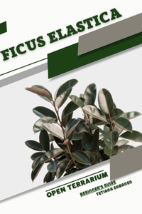 Ficus elastica