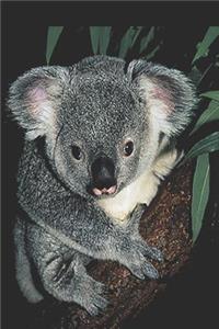 Koala Bear Notebook