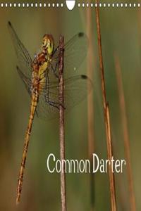 Common Darter 2018