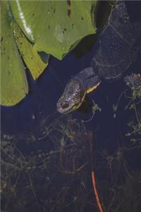 The Midland Painted Turtle Journal