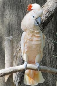 White Cockatoo Bird Journal