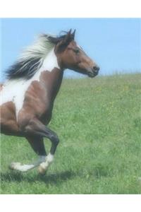 Paint Horse