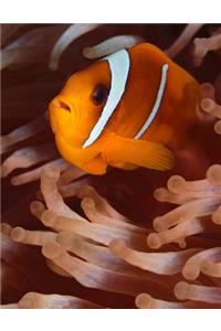 Clown Fish