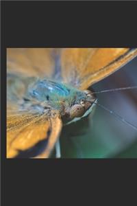 Schmetterling
