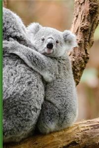 Koala Bären Notizbuch