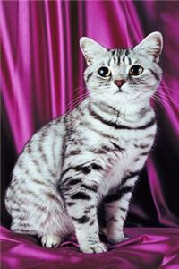 2020 Weekly Planner Posing Cat Photo 134 Pages