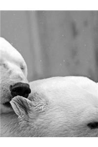 Polar Bears