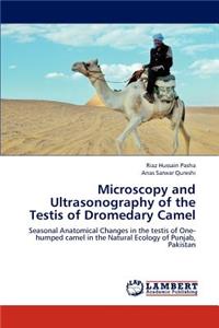 Microscopy and Ultrasonography of the Testis of Dromedary Camel