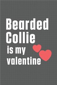 Bearded Collie is my valentine