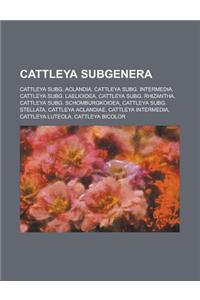 Cattleya Subgenera: Cattleya Sect. Cattleya, Cattleya Sect. Crispae, Cattleya Sect. Granulosae, Cattleya Sect. Guttatae