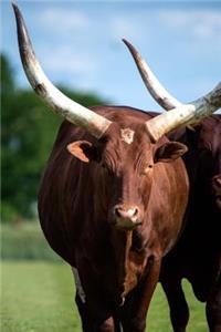 African Ankole Watusi Cow Journal