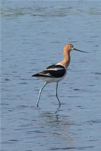 American Avocet Bird Journal