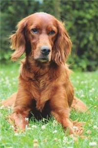 Irish Red Setter Dog Journal: 150 Page Lined Notebook/Diary