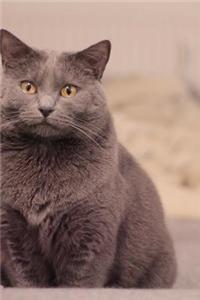 Captivating Chartreux Cat Pet Journal