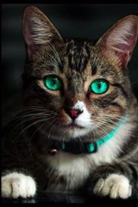 Kalender Katze mit türkische Augen