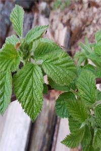 2020 Weekly Planner Spring Leaves Thorny Vine 134 Pages
